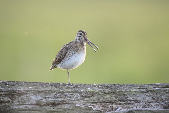 A common snipe (Gallinago gallinago) stands calling with its beak open on a log in quiet green surroundings, perfect camouflage, that's good, D&uuml;mmer nature park Park, Lower Saxony, Germany