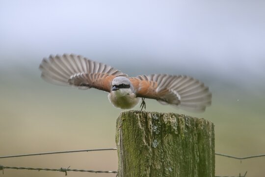 Damme, Lower Saxony, Germany, A Red-backed Shrike (Lanius collurio) flies with outstretched wings over a wooden post