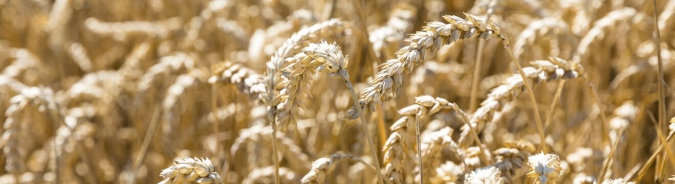 Cereal field with ripe ears of wheat (triticum), Saxony, Germany