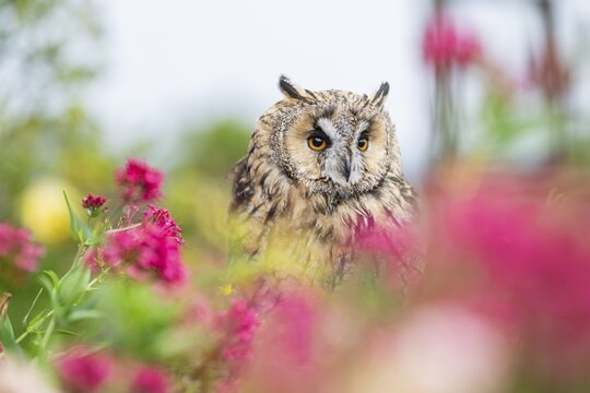 Long-eared owl (Asio otus), or lesser horned owl, sitting in middle of blossoming flowers, captive, Pyrenees, Catalonia, Spain