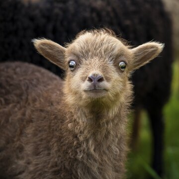 Brown lamb, portrait, funny facial expression, insecure, suspicious, Ouessant sheep (Breton dwarf sheep), grazing. Germany
