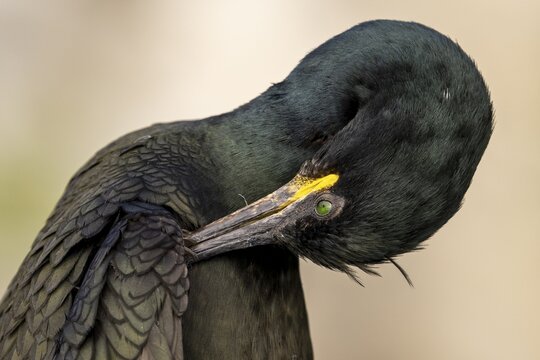 Close-up of a shag (Gulosus aristotelis, syn.: Phalacrocorax aristotelis) grooming its plumage, Vard&oslash;, Finnmark, Norway