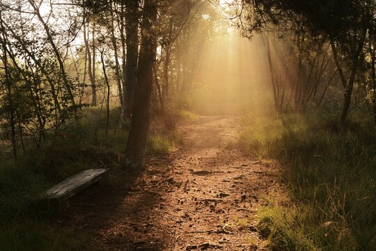 Forest path and bench in morning fog with sunbeams, Venner Moor, North Rhine-Westphalia, Germany