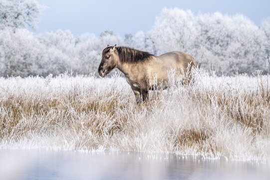 Horse in the foreground on a frosty pasture in diffuse light, Konik, Konik horse, Konik pony (Equus caballus gemelli), winter, landscape conservation in a nature reserve, grazing project, nature conservation, grassland management, Lower Saxony, Germany