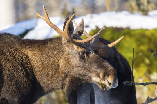 European elk (Alces alces) in a forest in winter, portrait, snow, Bavaria, Germany