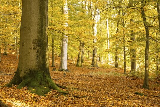 Mixed forest with many beeches (Fagus) with autumn leaves, Hohe Dubrau, Upper Lusatia, Saxony, Germany