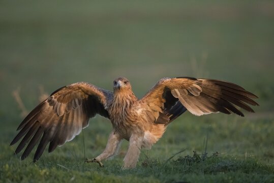 Juvenile Iberian Eagle (Aquila adalberti), Spanish imperial eagle, Extremadura, Castilla La Mancha, Spain