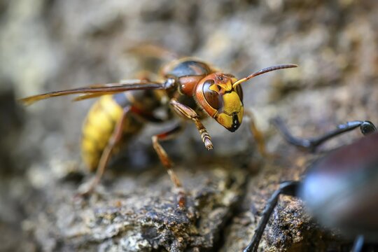 Close-up of a hornet (Vespa crabro) on tree bark, natural colours, Damme, Oldenburger M&uuml;nsterland, Lower Saxony, Germany