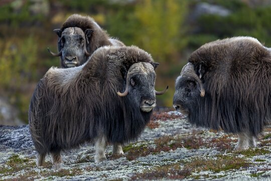 Three musk ox bulls (Ovibos moschatus) on Dovrefjell, a total of four males wandering peacefully through the tundra, autumn, Ruska, autumn colours, tundra landscape, Norway