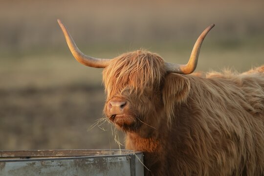 Highland cattle or cow (Bos taurus taurus) adult farm animal eating hay from a trough, England, United Kingdom