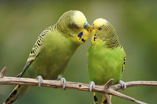 Budgie (Melopsittacus undulatus) mating behaviour, captive, Germany