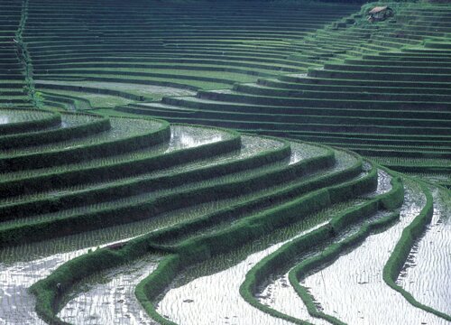 Terraced ice fields north of Antosari, Bali, Indonesia