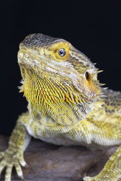 Bearded Dragon (Pogona Vitticeps) adult lizard animal portrait, England, United KIngdom, Captive