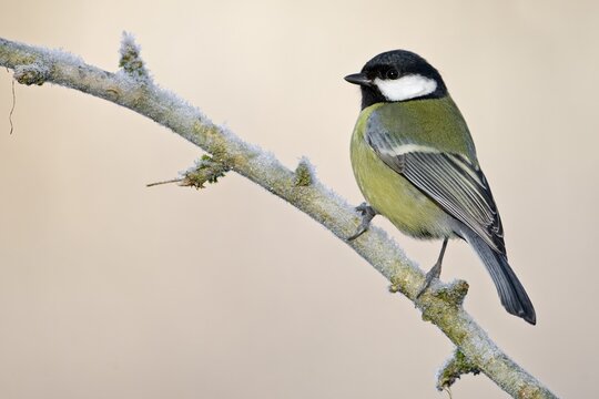 Great tit (Parus major) on branch with hoarfrost, Middle Elbe, Saxony-Anhalt