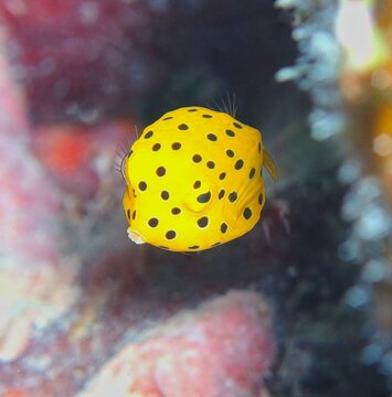 ミナミハコフグ幼魚　ハコフグ