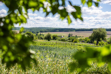 Fototapeta premium Green fields stretch across gentle hills beneath scattered clouds viewed through framing leaves. A peaceful rural panorama shows patterned crops distant woods and the restful space of countryside.