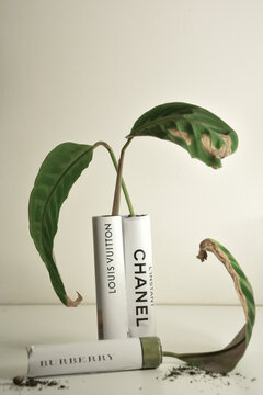 Conceptual art still life with Chanel, Louis Vuitton and Burberry packaging and a wilted plant. Symbolic representation of consumerism, luxury culture, sustainability and environmental awareness