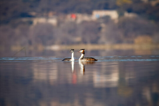 View of two Great Crested Grebes swimming on the calm surface of Uchhali Lake with reflections and a blurred shoreline Khushab, Punjab, Pakistan.