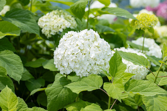White Hydrangea arborescens &lsquo;Annabelle&rsquo; bloom with countless delicate florets in sharp focus and blurred hydrangea flowers in the background.
