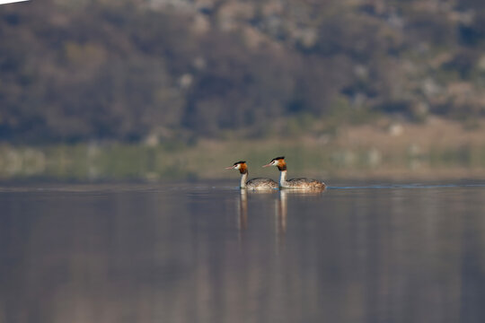 View of two Great Crested Grebes swimming on the calm waters of Uchhali Lake with blurred hills in the background Khushab, Punjab, Pakistan.