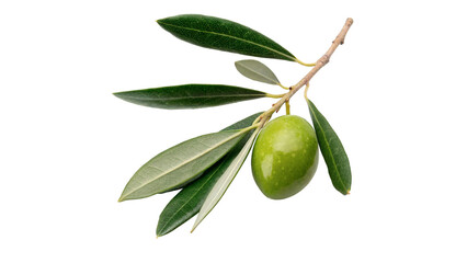 Single green olive ripening on a thin branch with leaves isolated on transparent background cut out © Roksana