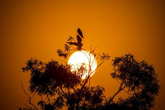 View of silhouetted birds perched on tree branches against a large glowing sun during sunset at Rawal Lake in Islamabad, Islamabad Capital Ter, Pakistan.