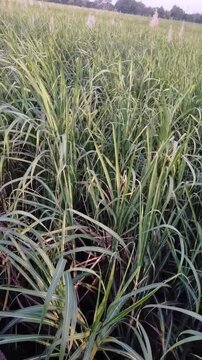 Sugarcane Leaves Swaying in the Wind Dangdut Motion Kediri Indonesia
