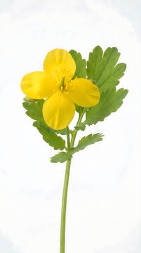 Vibrant Yellow Flower with Green Leaves Isolated on White.