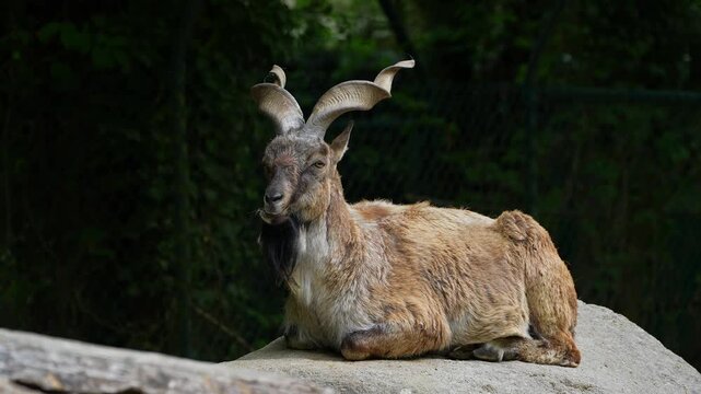Turkmenian markhor, Capra falconeri heptneri. The name of this species comes from the shape of horns, twisting like a corkscrew or screw. Markhor is one of the symbols of Pakistan