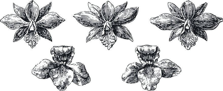 orchid flower sketches set vintage botanical black and white engraving drawings detailed petals sepals