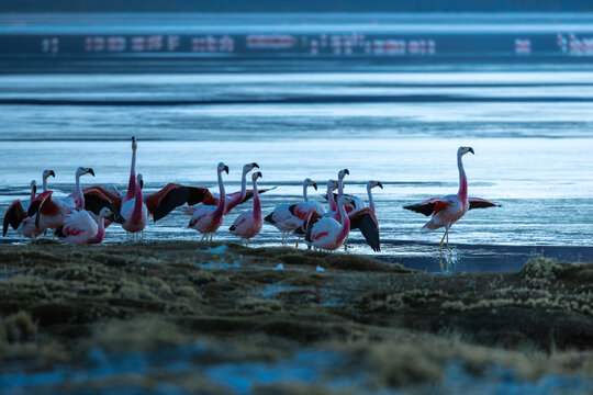 View of James's flamingos standing on the shore of Laguna Colorada with their wings spread during the blue hour in Bolivia.