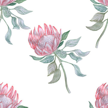 Watercolor protea flower illustration. Isolated hand drawn exotic tropical botanical element for wedding invitation, greeting card, wall art, pattern design. Elegant blooming pink king protea flora
