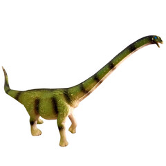 Brachiosaurus dinosaur toy figurine isolated on white background. © dhiittt
