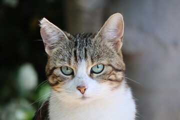 Close-up portrait of a beautiful tabby cat with bright green eyes looking directly at camera © Stepan