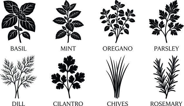Fresh culinary herbs black silhouette icon set including basil mint oregano parsley dill cilantro chives and rosemary