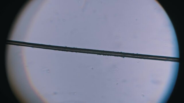 Static microscope eyepiece view of a single human hair strand showing visible cuticle texture. The light background emphasizes the sample for scientific biology analysis.