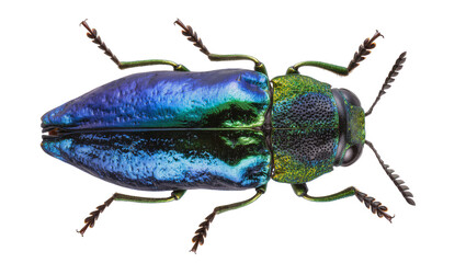 Iridescent metallic jewel beetle with blue and green carapace, isolated on transparent background