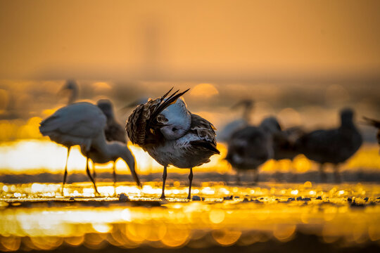 View of shorebirds preening on the wet sand of Sea-View Beach during a golden sunset Karachi, Sindh, Pakistan.