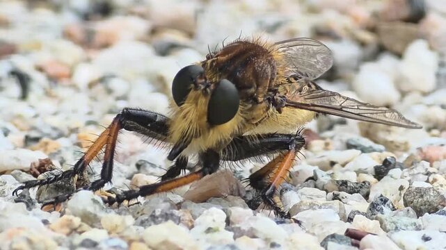 
Extreme Close-up Macro Shot of a Robber Fly Facing Forward on Pebble Ground #001

 