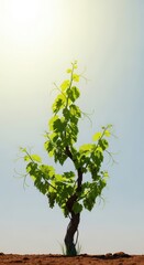 Fototapeta premium Vibrant green grapevines grow in neat rows under bright sunlight, symbolizing abundance and a thriving harvest in the fertile wine country, rural, sunlight, raw