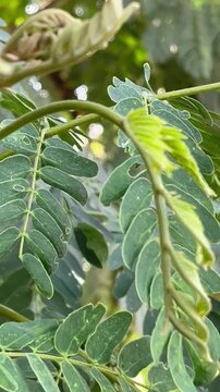  A close-up shot of green, pinnately compound leaves featuring rounded leaflets on delicate stems, with a softly blurred, natural outdoor background.