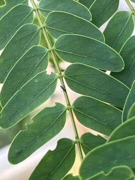 Close-up of lush green pinnately compound leaves on a tropical tree branch
