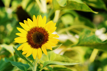 Obraz premium Close-up of a vibrant yellow sunflower blooming in a field with lush green leaves background, selective focus.