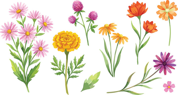 Watercolor Meadow Wildflower Vector Icon Set with Marigold, Clover, Aster, and Calendula Blossoms for Botanical Wedding Invitations and Summer Floral Graphic Designs