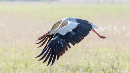 Fototapeta premium stork in the grass