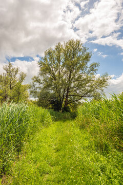 Grassy path in a Dutch nature reserve on a cloudy day at the end of the spring season.