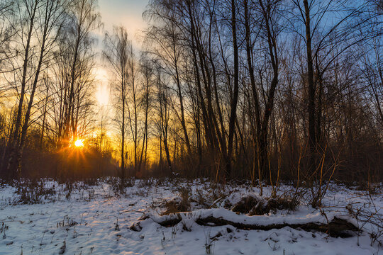 Winter Forest Sunrise with Snow and Bare Trees.