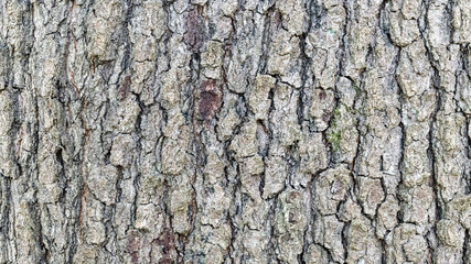 Fototapeta premium Premium Cherrybark Oak Bark Background Texture