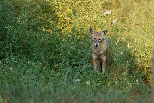 View of a golden jackal standing amidst lush green vegetation and tall grass in soft daylight in Lahore, Punjab, Pakistan.