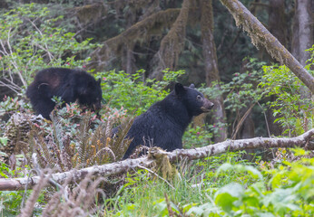 Obraz premium Black bear